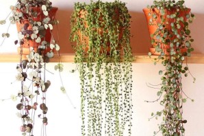 Ампельные комнатные растения Суккуленты