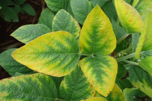 Недостаток азота у растений