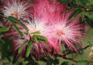 Цветок с мохнатыми цветами