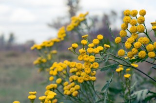 Полевое растение с желтыми цветами