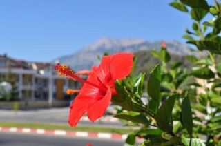 Красные цветы в Турции