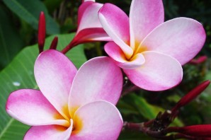 Гавайские цветы