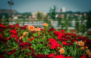 Цветы Донбасса