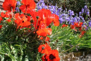 Мак в ландшафтном дизайне