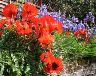 Мак в ландшафтном дизайне