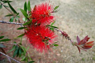 Колючий цветок с красными цветами