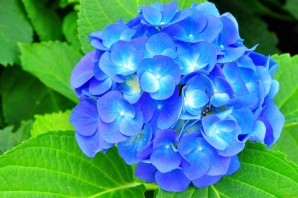 Голубой шар цветы