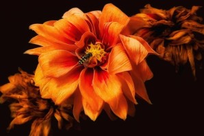 Цветы огненного цвета