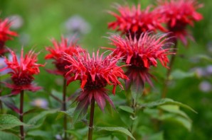 Бергамот растение