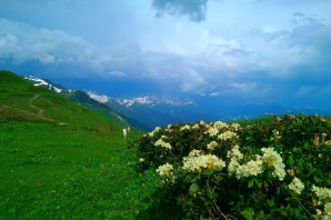 Растения Абхазии