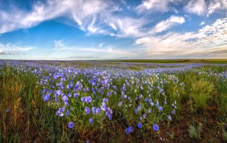 Растения Ставропольского края