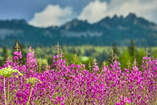 Растения Пермского края