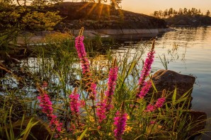 Растения Карелии