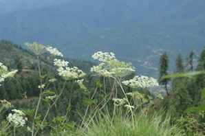 Пикан растение