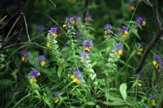 Лекарственные растения Вологодской области