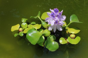 Комнатные растения растущие в воде