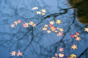 Живые обои листья на воде