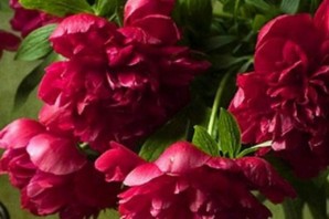 Красные пионы обои на телефон