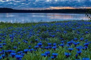 Васильковое поле картинки