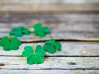 Четырехлистный клевер картинки