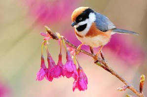 Птички красивые картинки