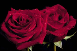Очень красивые розы картинки