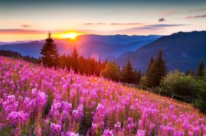 Картинки лето природа