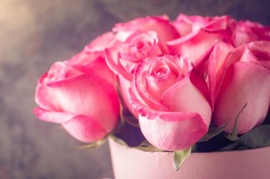 Розовые розы картинки