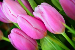 Картинки на рабочий стол тюльпаны