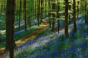 Весенний лес картинки