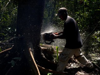Картинки проблема исчезновения тропических лесов