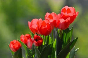 Красные тюльпаны картинки