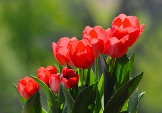 Красные тюльпаны картинки