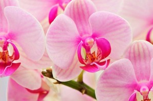 Картинки с орхидеями