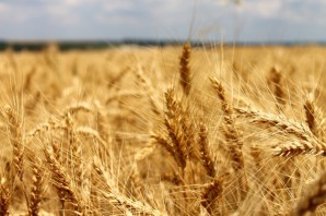 Картинки пшеницы и ржи