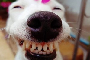 Смешная улыбка картинки