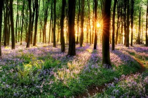 Картинки лес весной