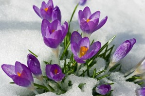 Картинки крокусы в снегу