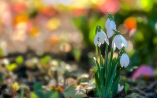 Весна картинки подснежники