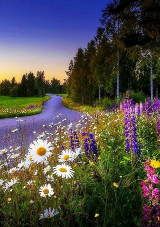 Картинки на телефон природа лето