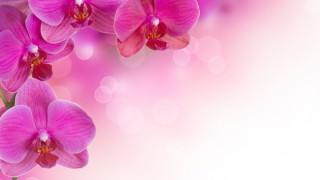 Фон орхидеи