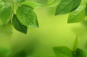 Фон с листиками