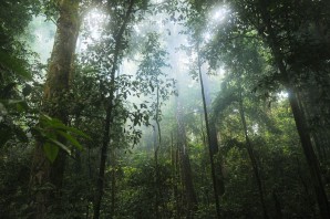 Переменно влажные леса