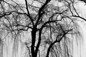 Черно белое дерево