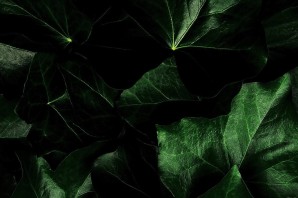 Красивый темно зеленый фон