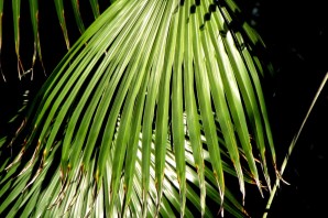 Лианообразная пальма