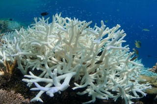 Мадрепоровые кораллы