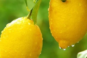 Дикий лимон