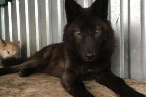 Черный канадский волк