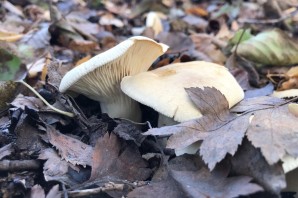 Говорушка ядовитая